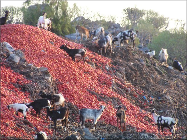 Goats on tomato hill
