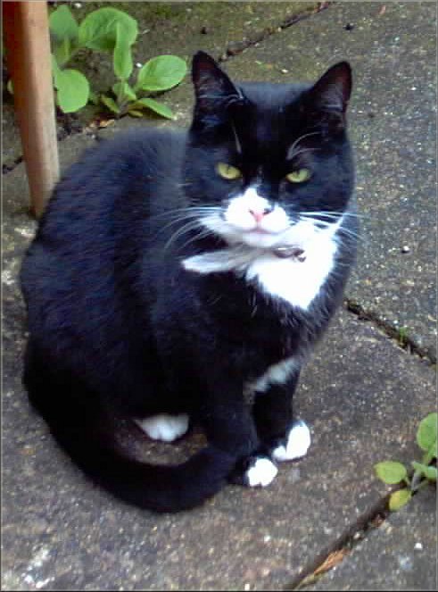 Master Purrr