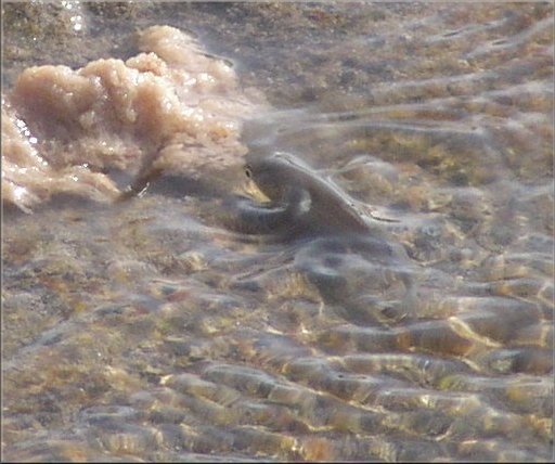 Daredevil fish too