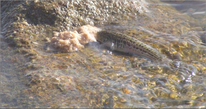 Daredevil fish