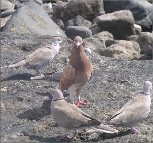 Dueling doves