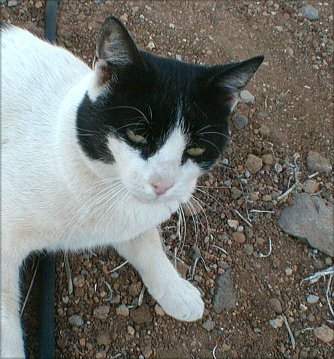 Peace cat