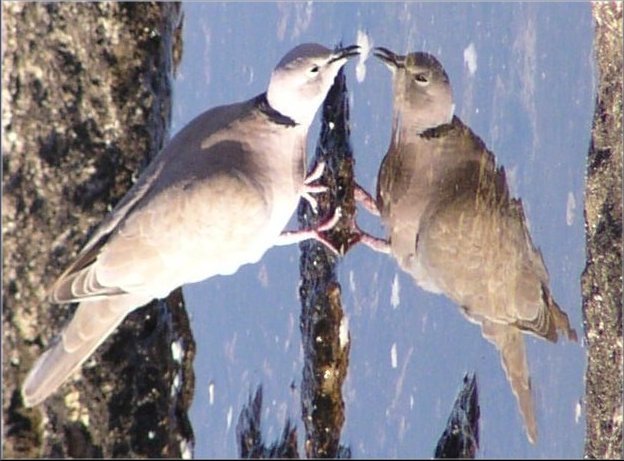Yet, one dove...