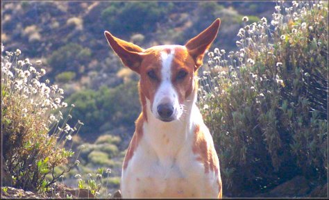 ...doG...
